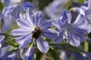 Agapanthus 'Glenavon' (bladhoudend)