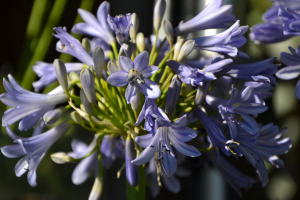 Agapanthus 'Glenavon' (bladhoudend)