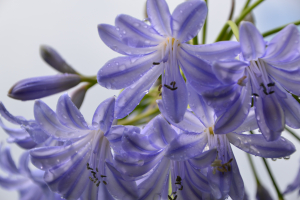 Agapanthus 'Glenavon' (bladhoudend)