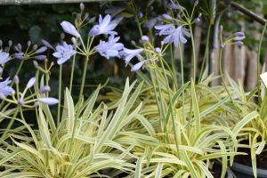 Agapanthus 'Golden drop ®' (bladhoudend)