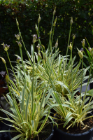 Agapanthus 'Golden drop ®' (bladhoudend)