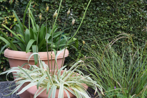 Duplicaat van Agapanthus 'Goldstrike ®' (bladhoudend)