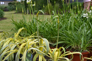 Agapanthus 'Goldstrike ®' (bladhoudend)