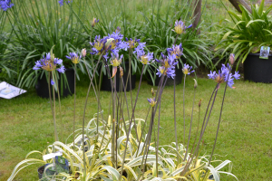 Agapanthus 'Goldstrike ®' (bladhoudend)