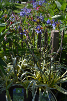 Agapanthus 'Goldstrike ®' (bladhoudend)