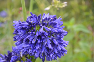 Agapanthus 'Hanneke' (bladhoudend)