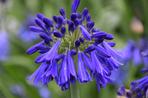 Agapanthus 'Hanneke' (bladhoudend)