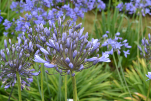 Agapanthus &#039;Hannover&#039; (bladverliezend)