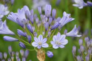 Agapanthus 'Hannover' (bladverliezend)