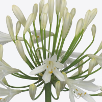 Agapanthus 'Henry's white' (bladhoudend)