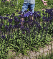Agapanthus 'Black arrow ®'  (bladverliezend)
