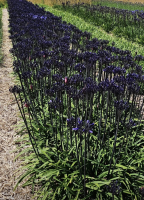 Agapanthus 'Black arrow ®'  (bladverliezend)