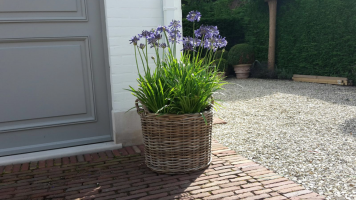 Agapanthus 'Midnight blue'