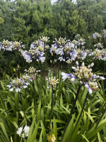 Agapanthus 'Lady Twilight®' (bladhoudend)
