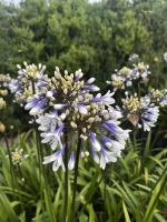 Agapanthus 'Lady Twilight®' (bladhoudend)