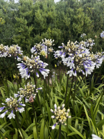 Agapanthus 'Lady Twilight®' (bladhoudend)