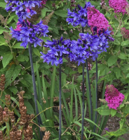 Agapanthus 'Black arrow ®'  (bladverliezend)