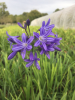 Agapanthus 'Johannesburg'