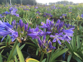 Agapanthus 'Charlotte' nog steeds in bloei in november