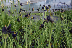 Agapanthus 'Indigo dreams' (bladverliezend)