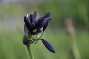 Agapanthus 'Indigo dreams' (bladverliezend)