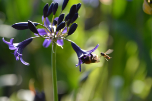 Agapanthus 'Indigo dreams' (bladverliezend)