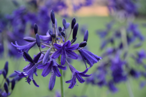 Agapanthus 'Indigo dreams' (bladverliezend)