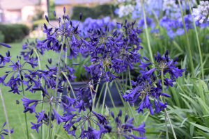 Agapanthus 'Indigo dreams' (bladverliezend)