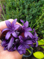 Agapanthus 'Indigo dreams' (bladverliezend)