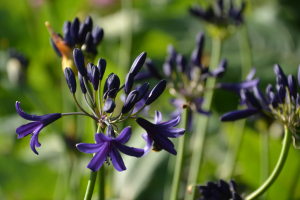 Agapanthus 'Indigo dreams' (bladverliezend)