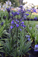 Agapanthus &#039;Intermedia&#039; (bladverliezend)