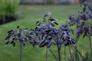 Agapanthus &#039;Intermedia&#039; (bladverliezend)