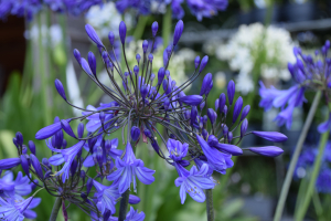 Agapanthus 'Jacaranda' (bladverliezend)