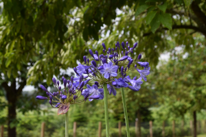 Agapanthus 'Jacaranda' (bladverliezend)