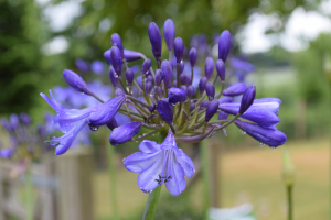 Agapanthus 'Jacaranda' (bladverliezend)