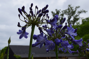 Agapanthus 'Jacaranda' (bladverliezend)