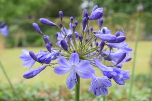 Agapanthus 'Jacaranda' (bladverliezend)