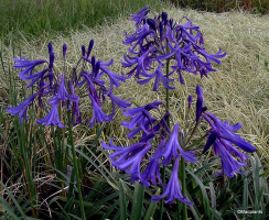 Agapanthus 'Jack's blue'