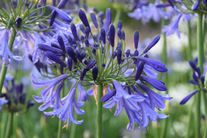 Agapanthus 'Jack's blue' (bladhoudend)