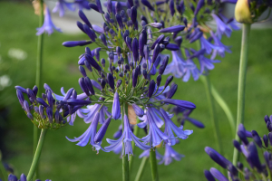 Agapanthus 'Jack's blue' (bladhoudend)