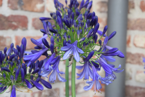 Agapanthus 'Jack's blue' (bladhoudend)