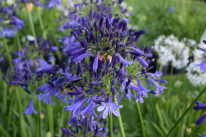 Agapanthus 'Jack's blue' (bladhoudend)