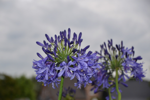 Agapanthus 'Jack's blue' (bladhoudend)