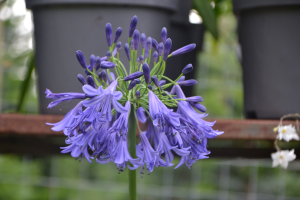 Agapanthus 'Jack's blue' (bladhoudend)