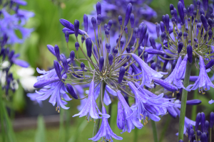 Agapanthus 'Jack's blue' (bladhoudend)