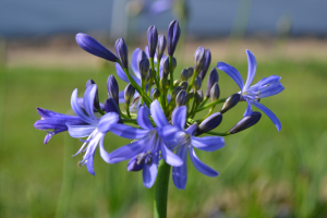 Agapanthus 'Johannesburg' (à feuillage caduque)