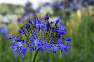 Agapanthus 'Johannesburg' (à feuillage caduque)