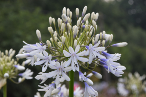 Agapanthus 'Julien' (bladhoudend)