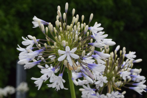 Agapanthus 'Julien' (bladhoudend)