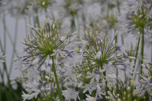 Agapanthus 'Julien' (bladhoudend)